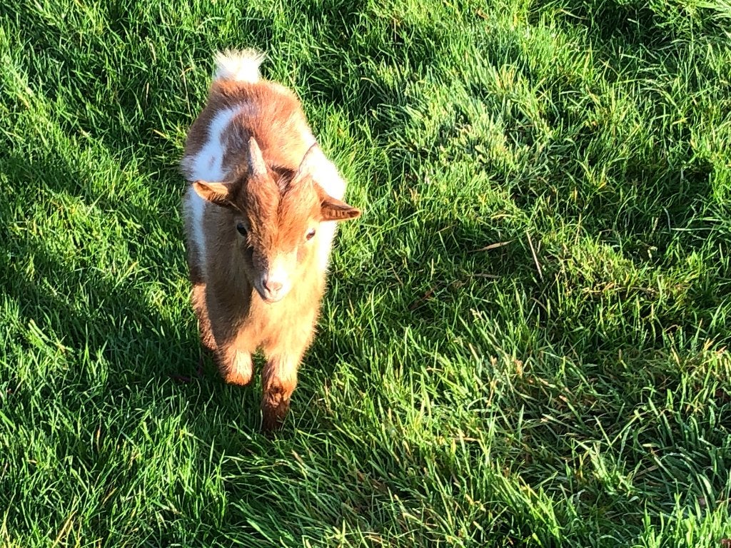 Dwergeitje, Dieren en Toebehoren, Mannelijk, Geit, 0 tot 2 jaar