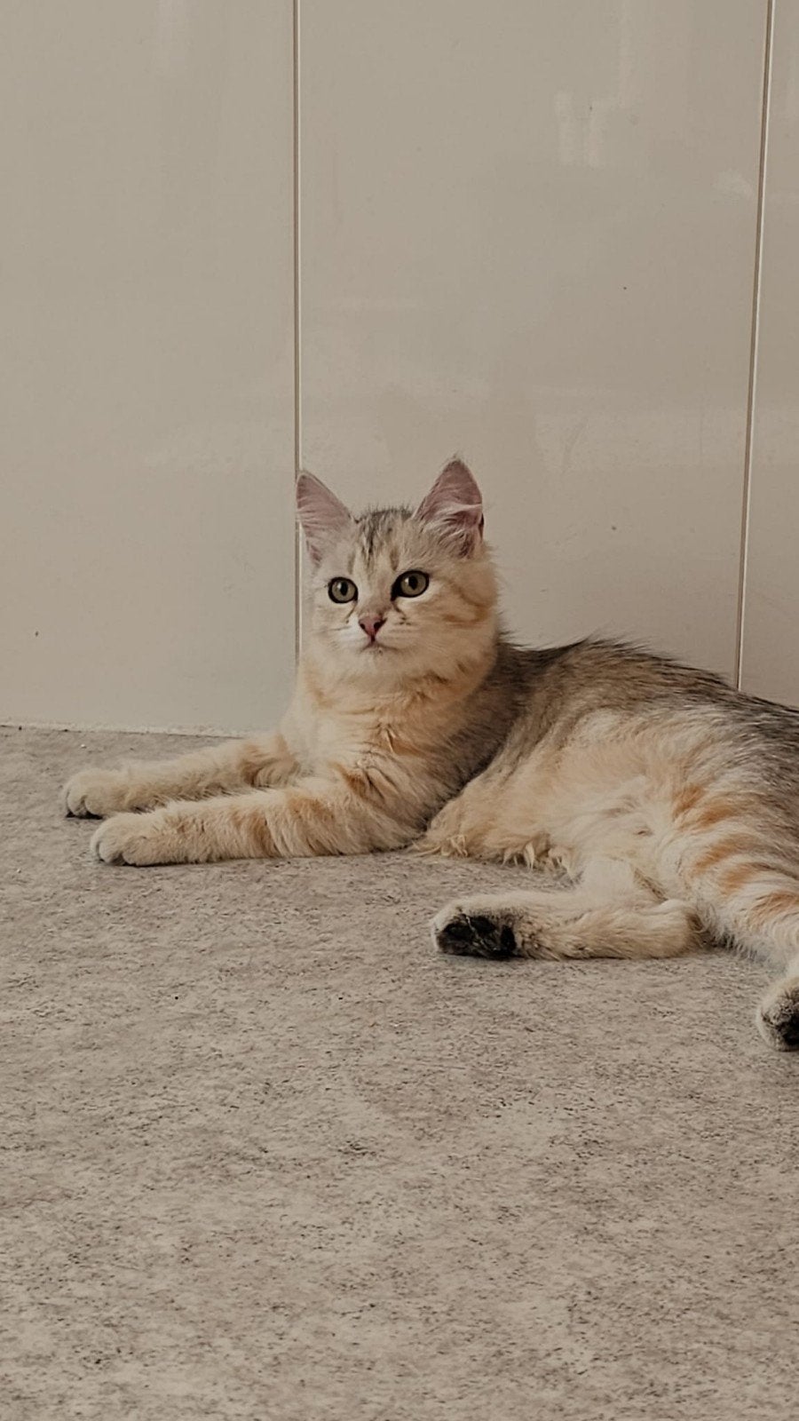 Gastgezin voor Siberische kat, Poes, Met stamboom, 0 tot 2 jaar