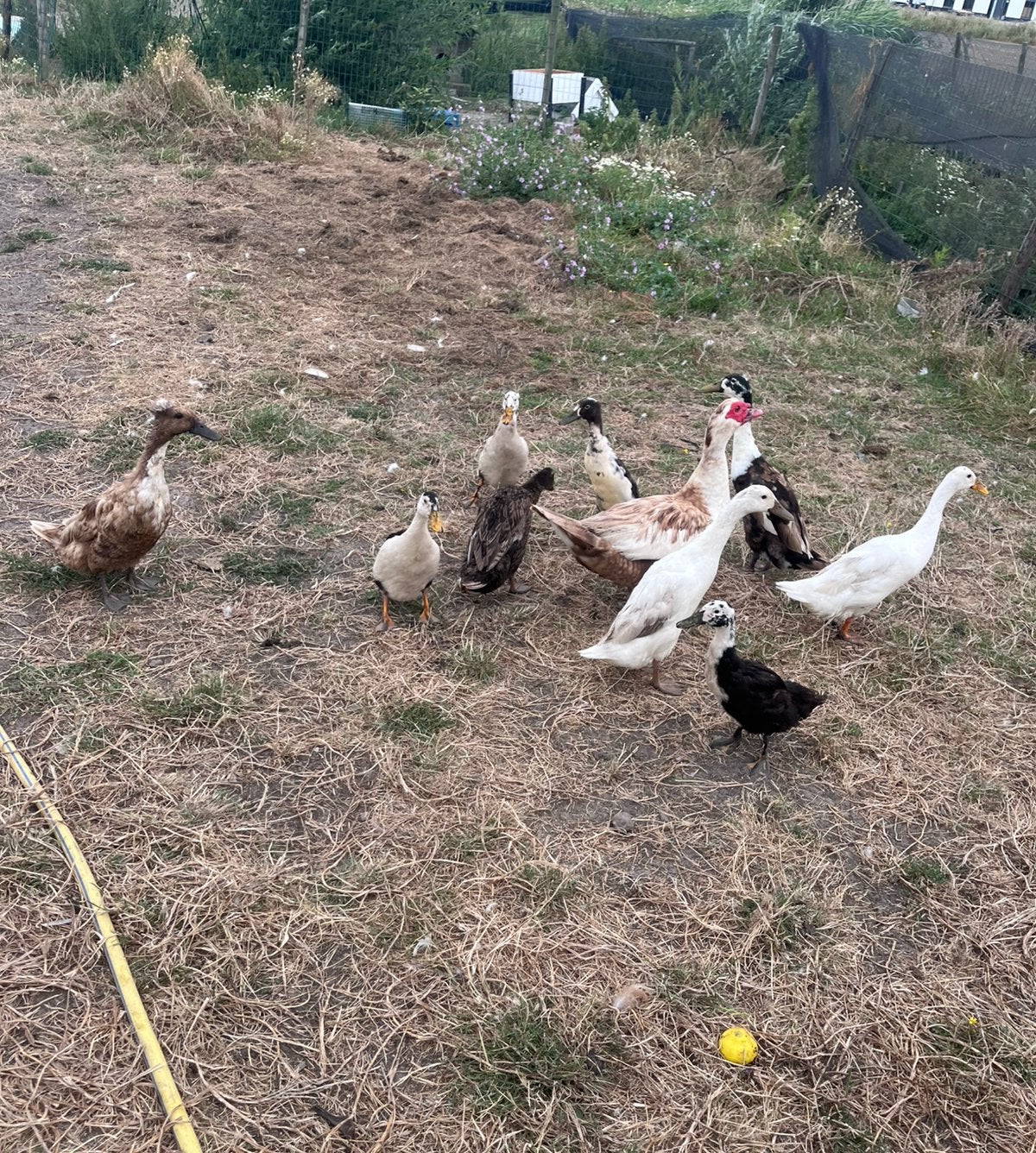 Loopeenden, Dieren en Toebehoren, Meerdere dieren, Eend