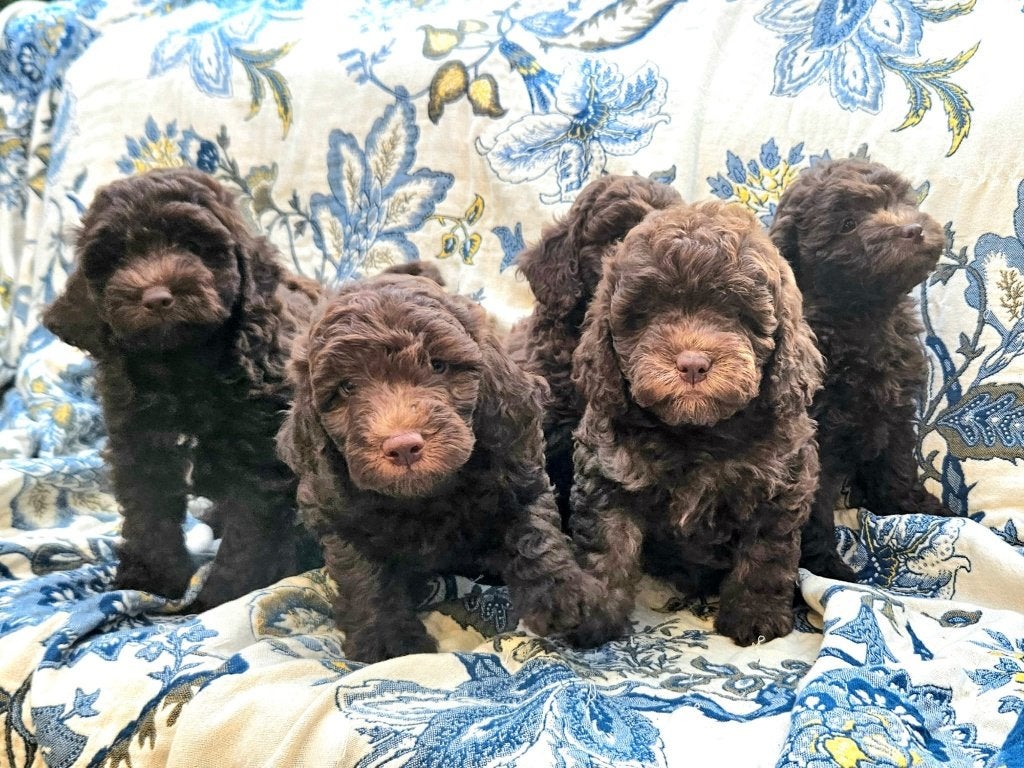 Labradoodle pups, Overige rassen, 8 tot 15 weken, Meerdere, Meerdere dieren