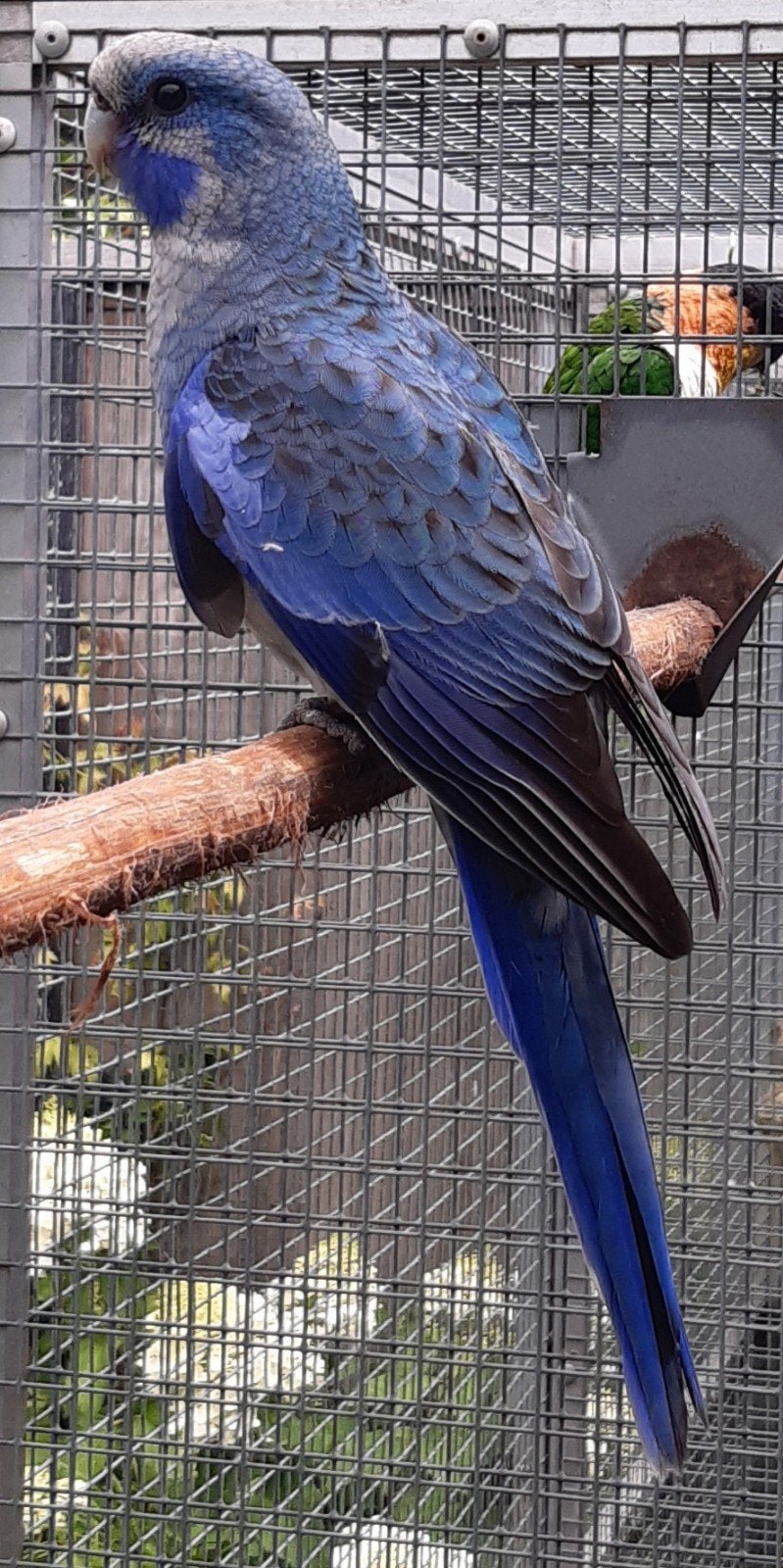 te koop jonge penant rosella man. penanten  pennant, Mannelijk, Parkiet, Geringd