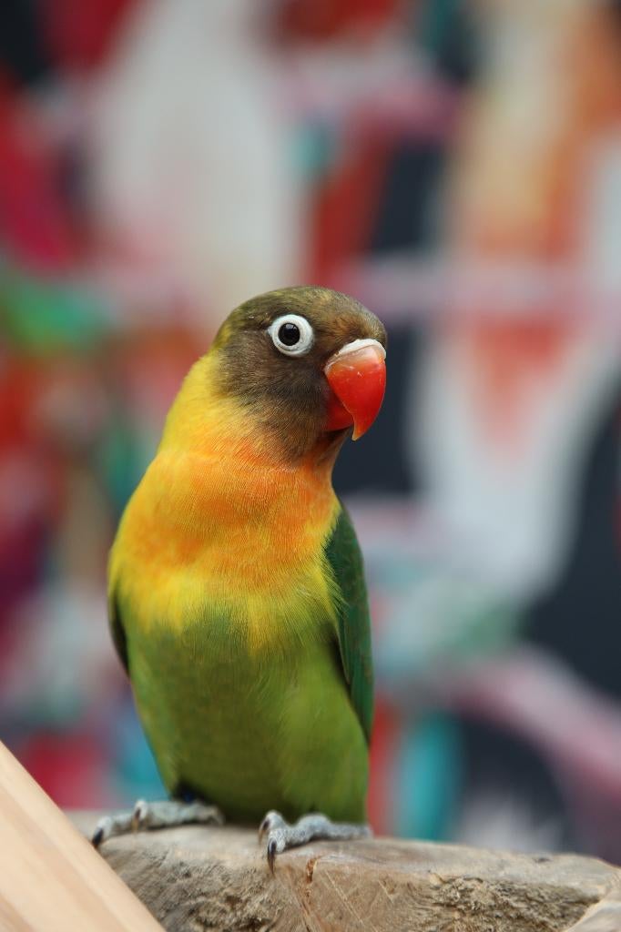 VERWACHT | Jonge Baby Agapornis | Fischeri | Div. Kleuren