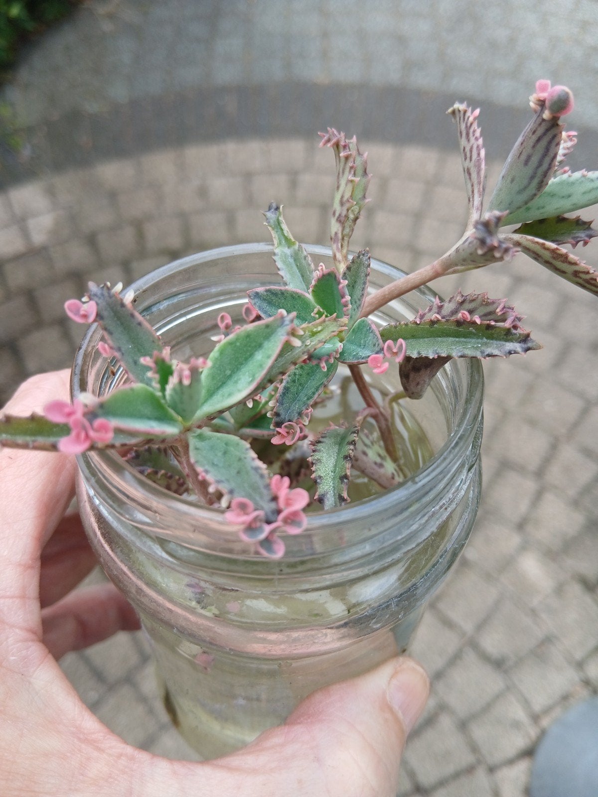 kalanchoe pink butterfly kopstekken, Ophalen of Verzenden, Halfschaduw, Minder dan 100 cm