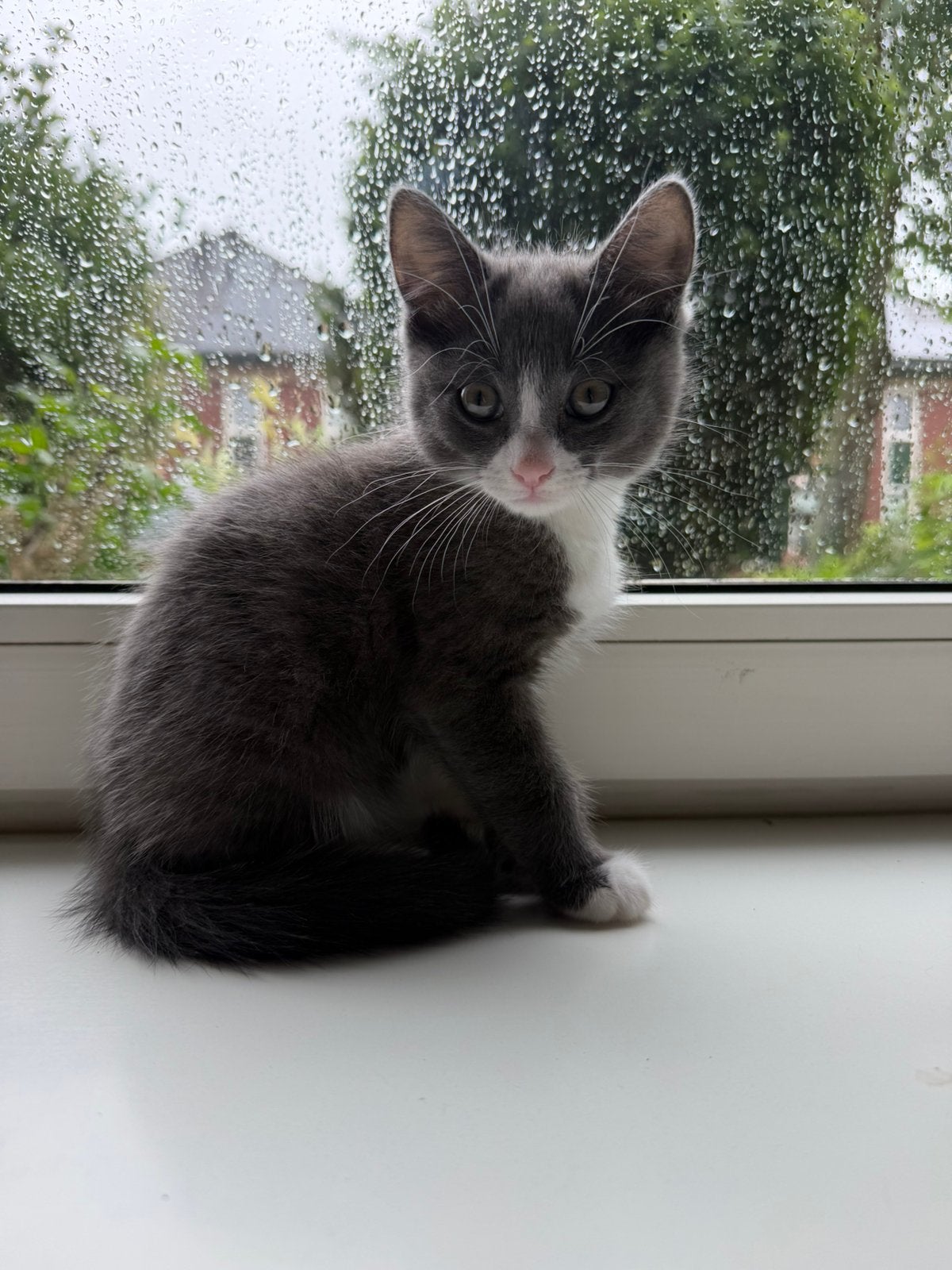 Laatste Noorse/siberische boskat, Kater