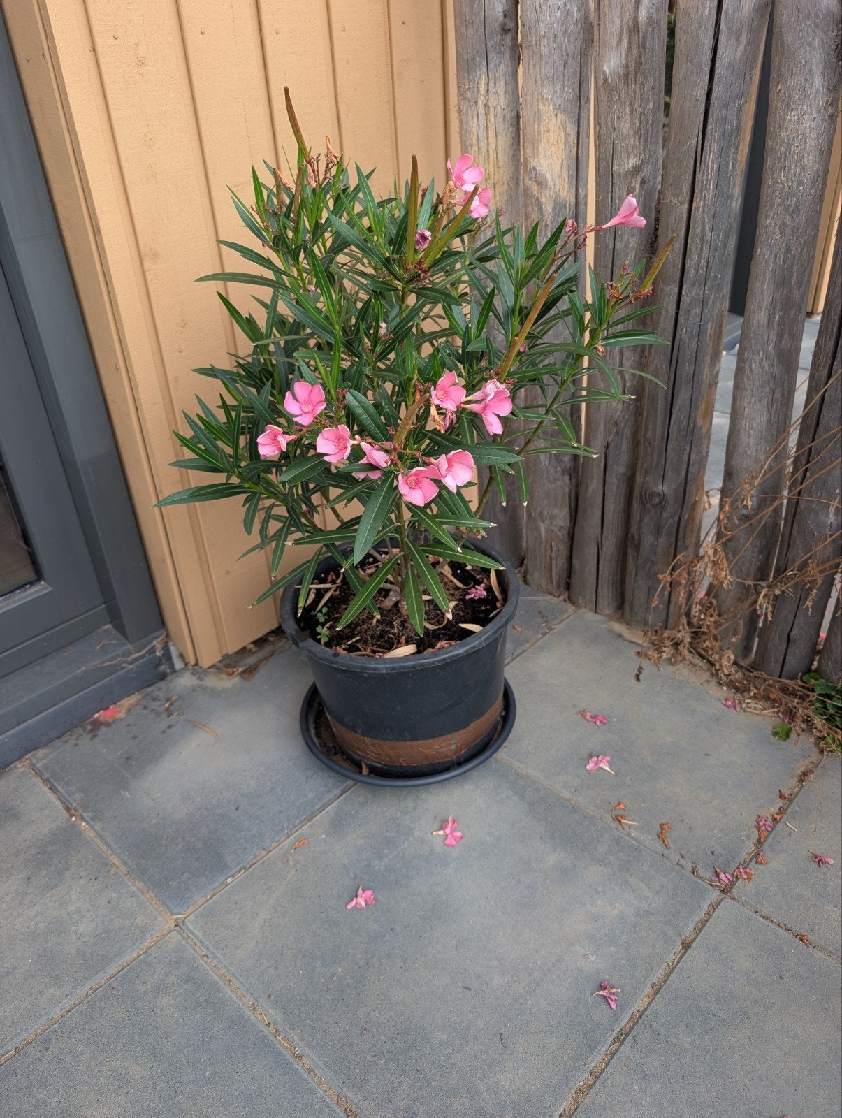 Oleander inclusief pot, Ophalen, Zomer
