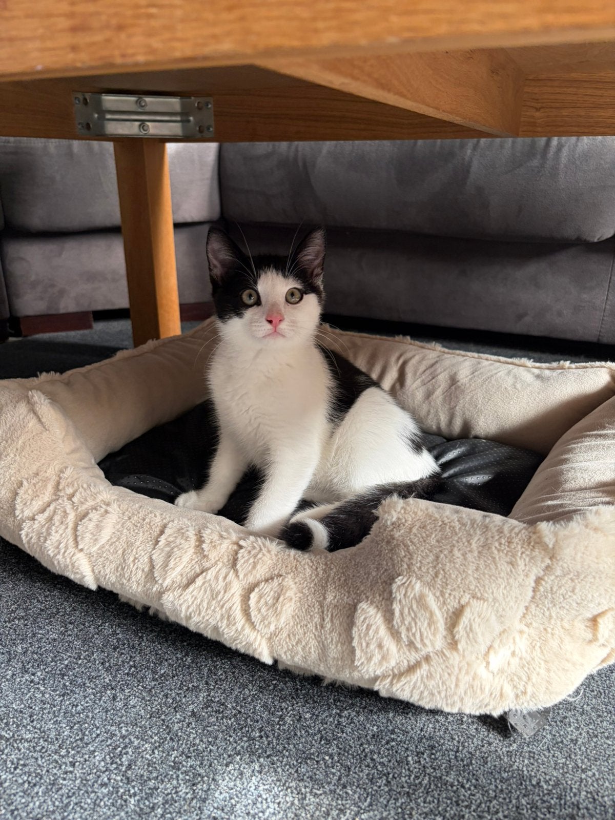Schattige vrouwtje kitten te koop moet met spoed weg ‼️‼️, Poes, Kortharig, 0 tot 2 jaar