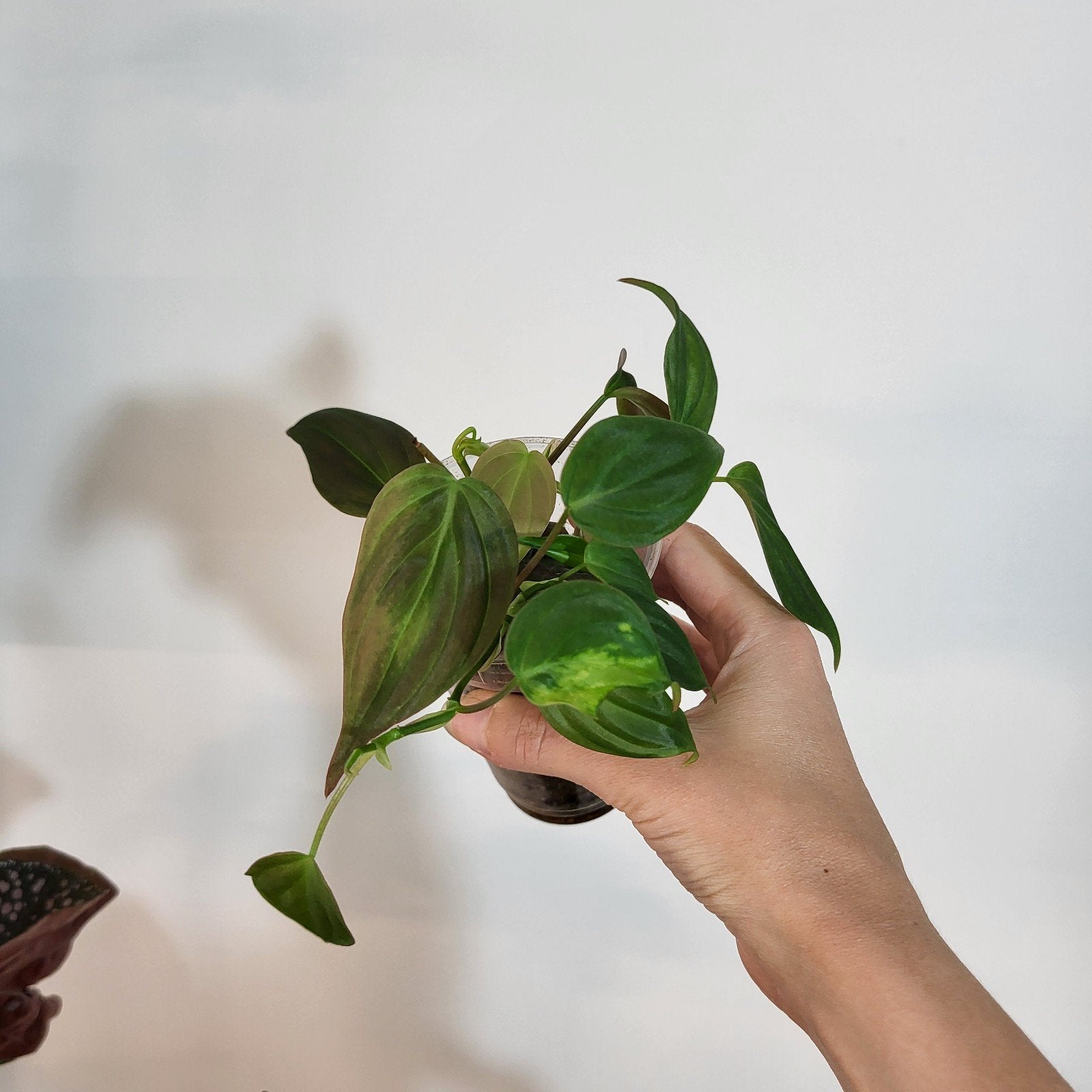 philodendron micans, Ophalen of Verzenden, Halfschaduw, Minder dan 100 cm