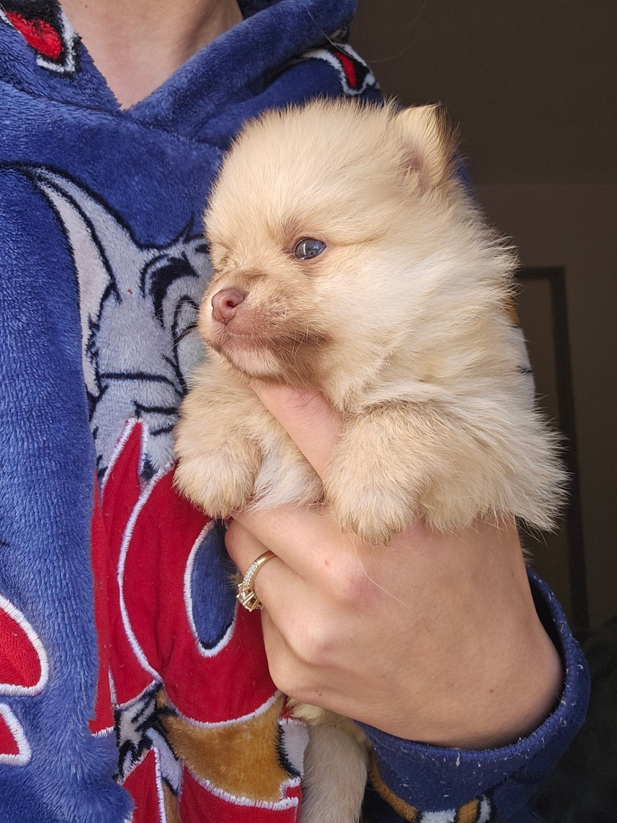 Mooie klijne pomeriaan pups, 8 tot 15 weken, Poolhond, Meerdere, Meerdere dieren