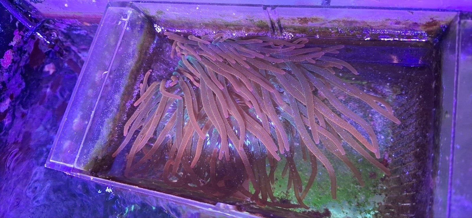 Mooie quadricolor tepelanemonen, Dieren en Toebehoren, Vis
