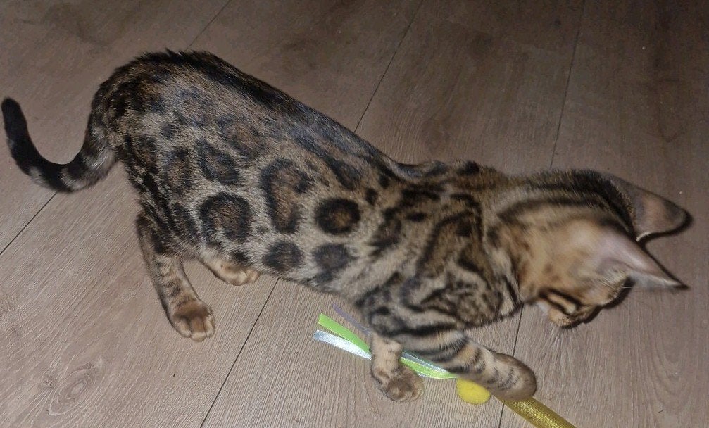 bengaal kittens nog 1 poes, Meerdere dieren, Kortharig, 0 tot 2 jaar