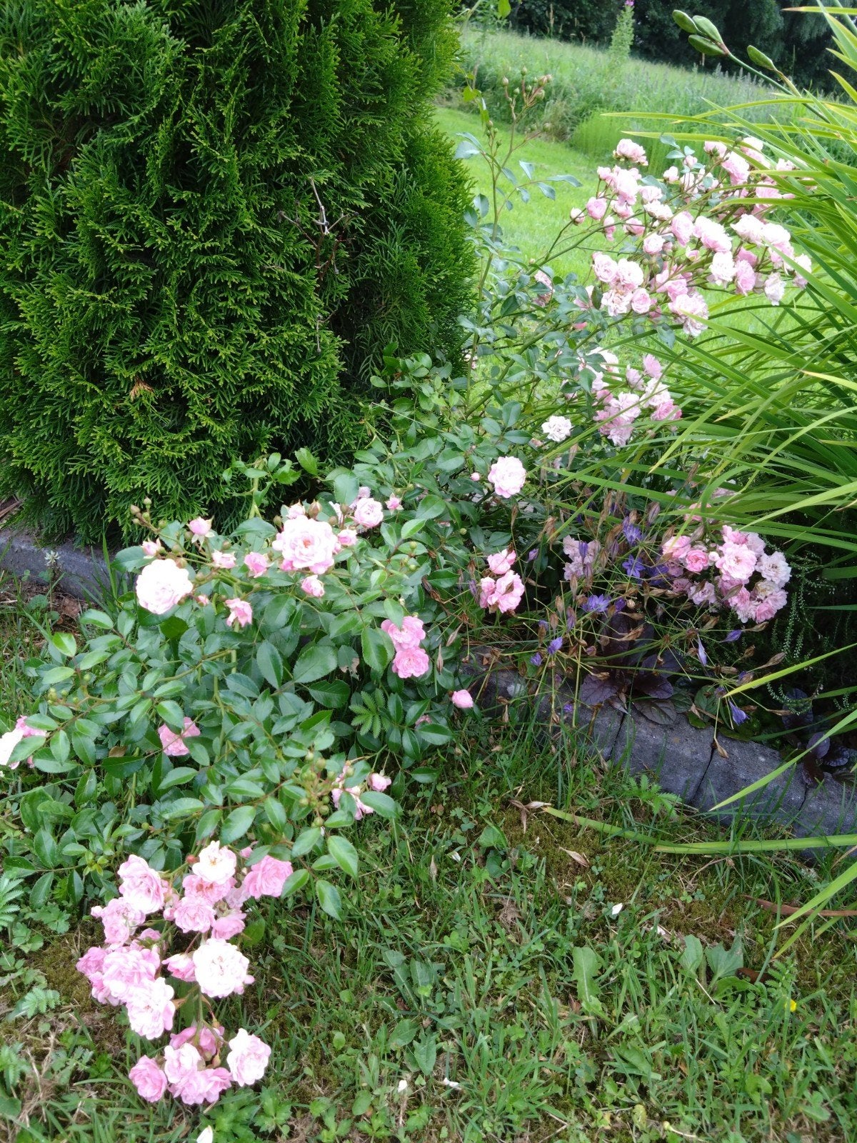 Tros roosjes roze, Tuin en Terras, Volle zon, Vaste plant, Zomer, Ophalen