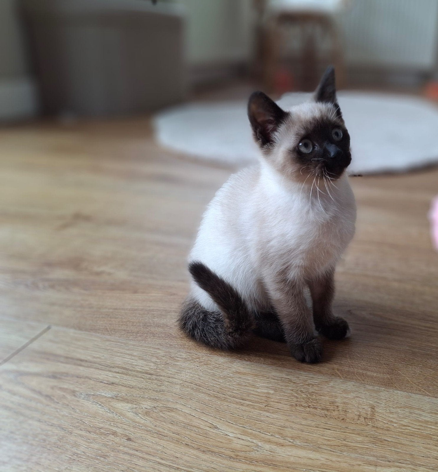 Seal point ragdoll kitten poesje, Poes, Ontwormd