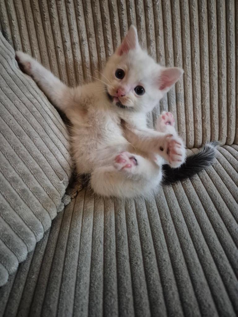 Maine Coon kruising kitten, Dieren en Toebehoren, Katten en Kittens | Raskatten | Korthaar, Kater, Ontwormd, 0 tot 2 jaar