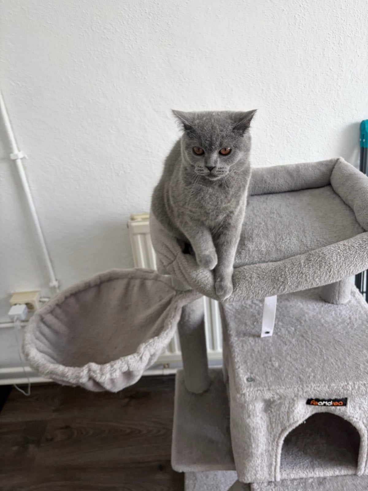 Brits korthaar te koop , 6 maanden jong, Dieren en Toebehoren, Katten en Kittens | Overige Katten, Poes