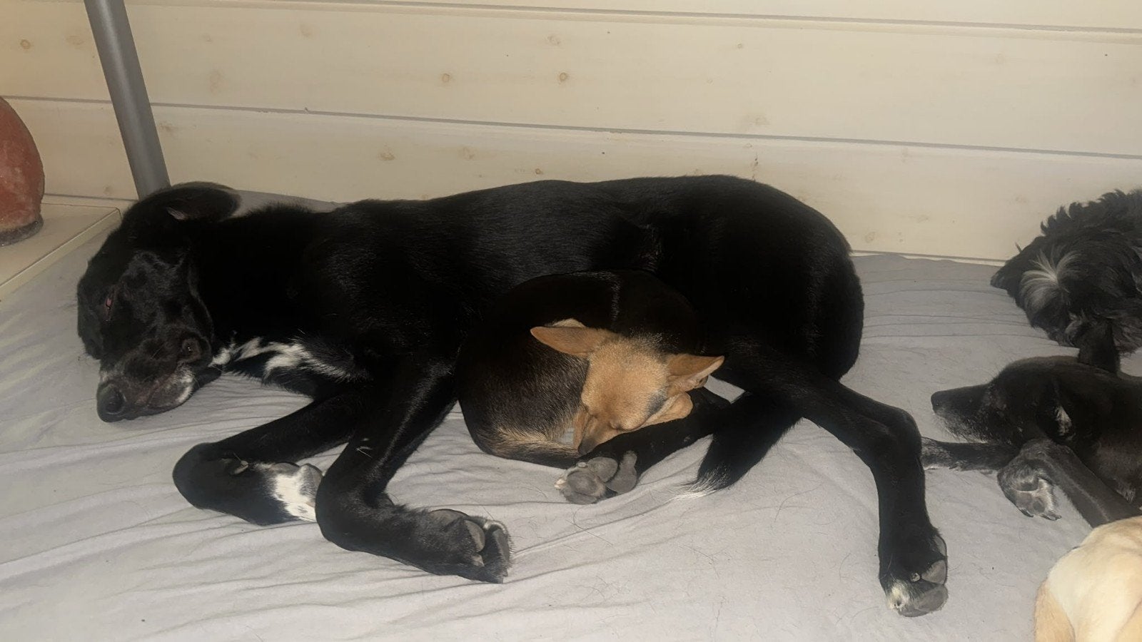 Teddy is in Nederland. Kat? Geen probleem, Dieren en Toebehoren, 15 weken tot 1 jaar, Buitenland, Parvo, Eén hond