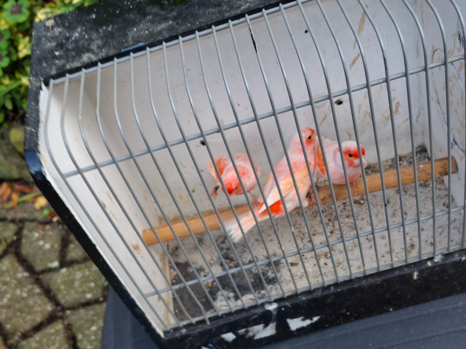 rood mozaiek  mannen, Mannelijk, Kleurkanarie
