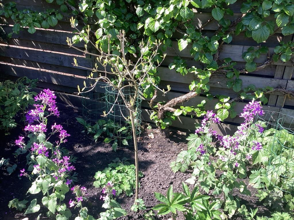 Caliocarpa - Prachtige struik met opvallende bessen, Overige soorten, Volle zon, Vaste plant, Ophalen of Verzenden
