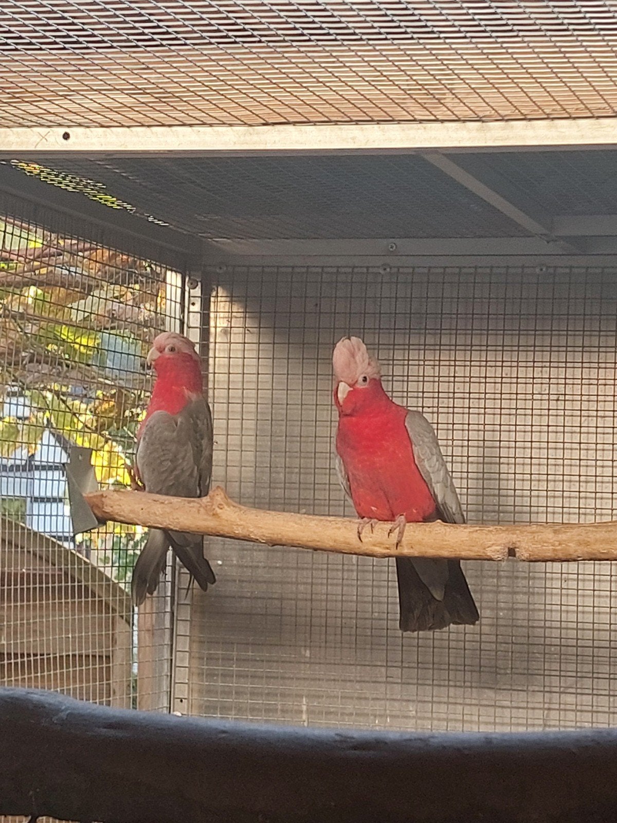 Broedpaar roze kaketoes, Dieren en Toebehoren, Meerdere dieren, Papegaai, Geringd