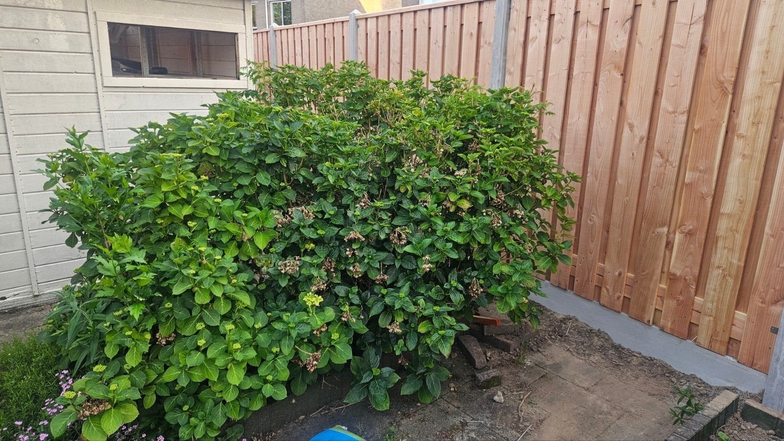 2 prachtige hortensia struiken, Ophalen, Overige soorten, Halfschaduw