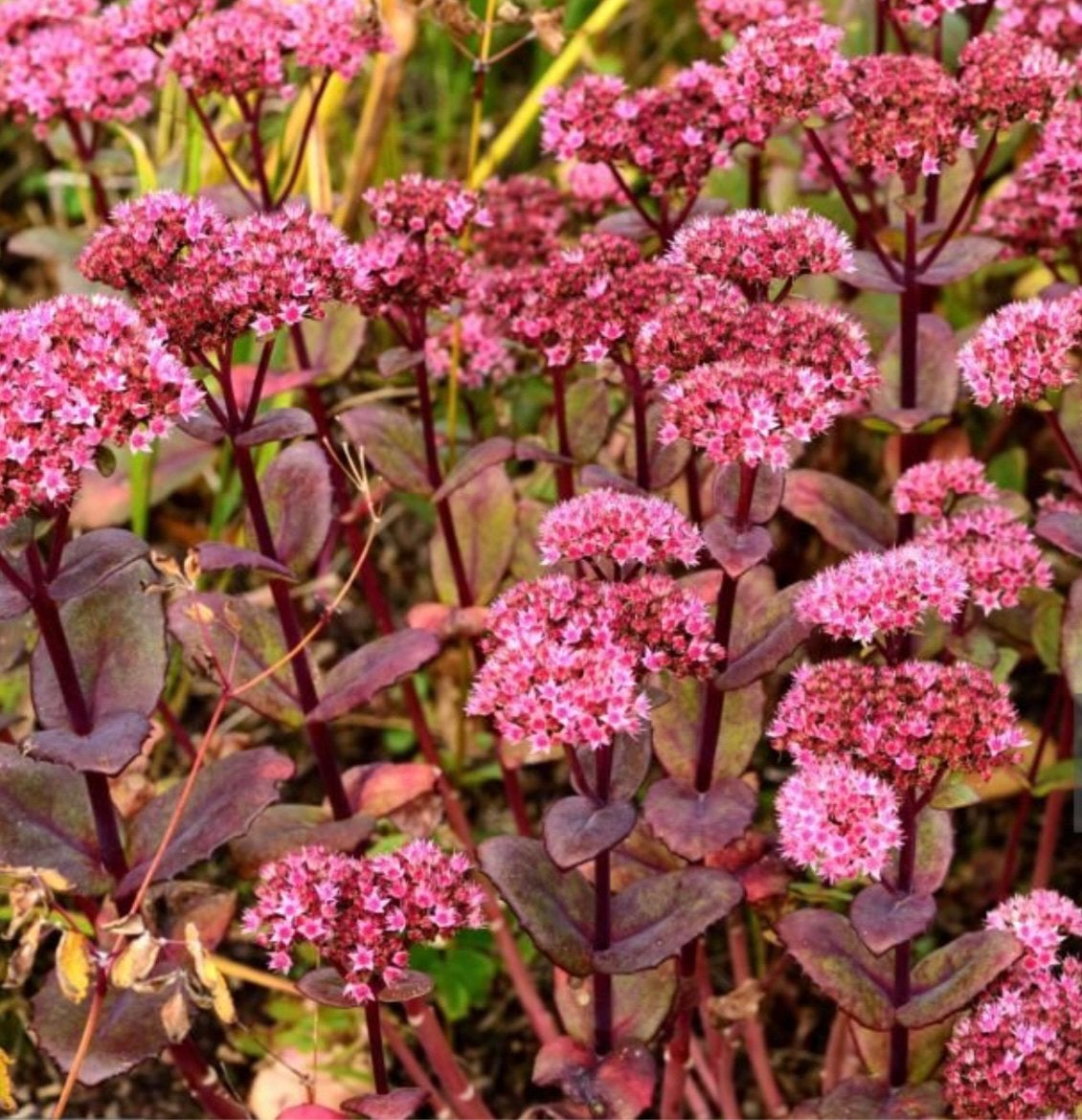 Sedum Spectabile ‘Matrona’, Ophalen of Verzenden, Overige soorten, Volle zon