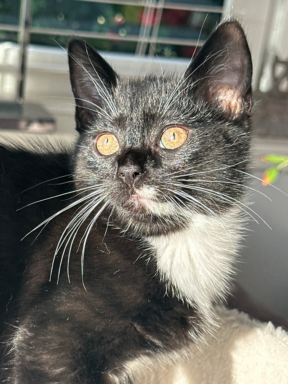 Heilige Birmaan x Maincoon knuffel kittens, Dieren en Toebehoren, Meerdere dieren, Ontwormd, 0 tot 2 jaar
