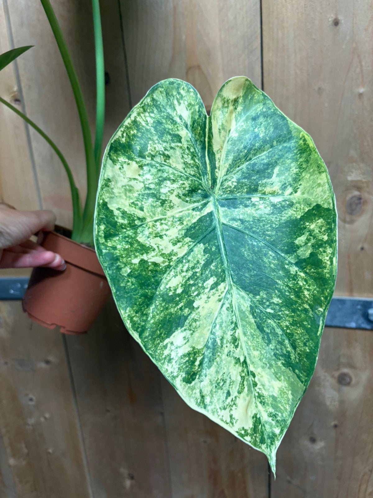 Alocasia macrorrhiza variegata plant aurea yellow lime, Huis en Inrichting, Kamerplanten, Ophalen of Verzenden, Halfschaduw, Minder dan 100 cm