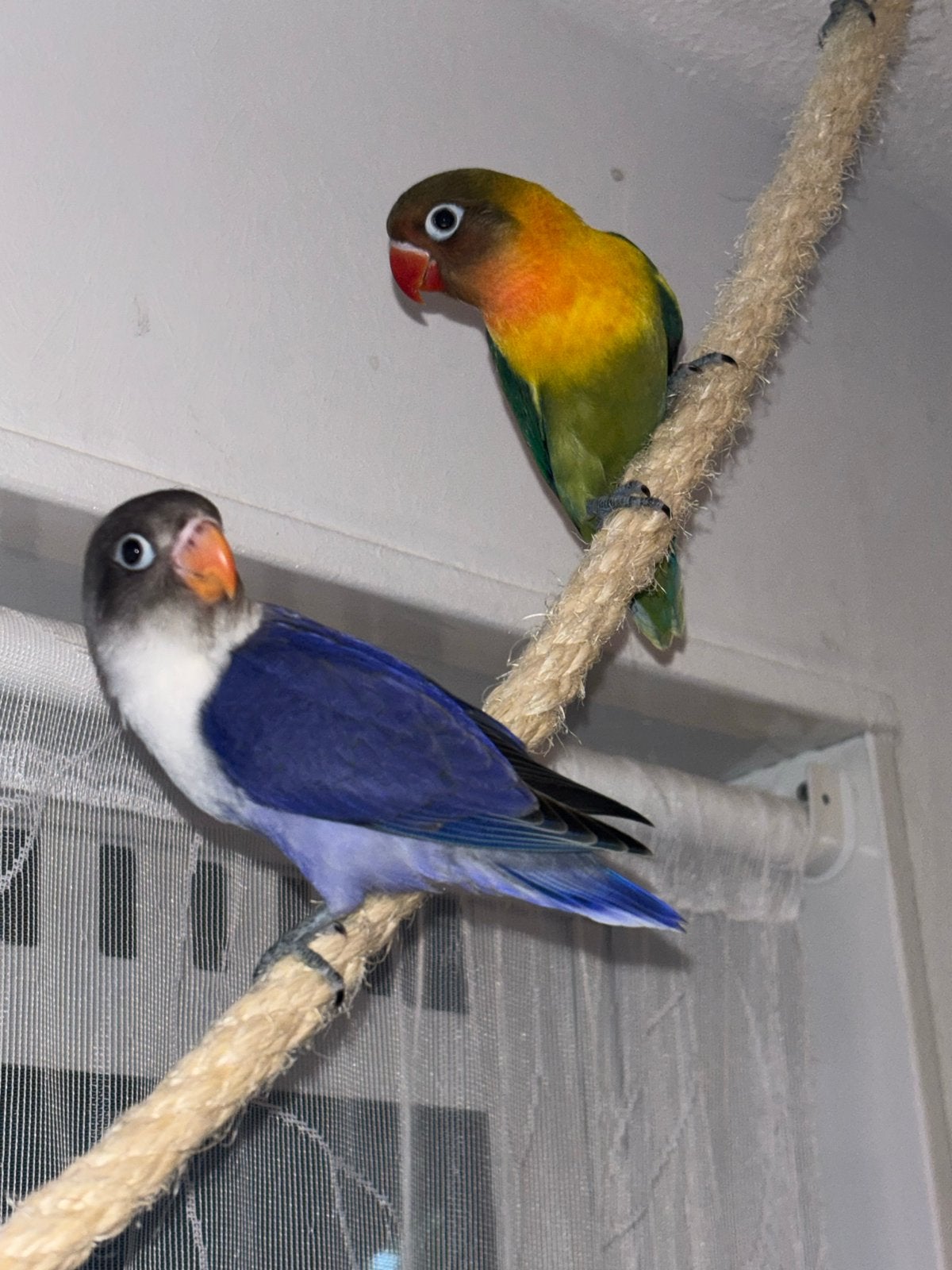 Mooie jonge tamme agapornissen zoeken een liefdevolle huis, Geslacht onbekend, Dwergpapegaai of Agapornis, Tam