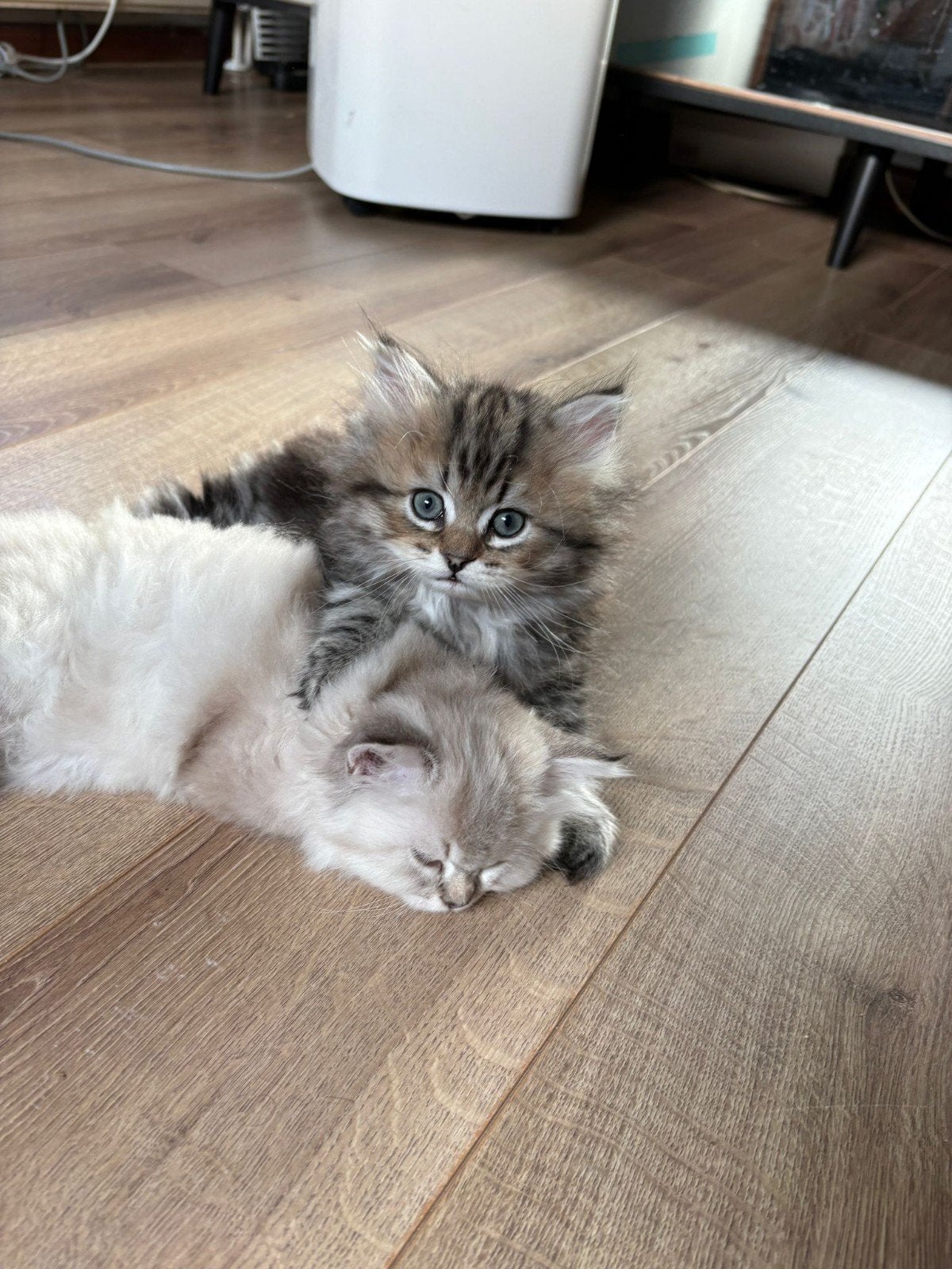 Britis lang haar kitten, Meerdere dieren