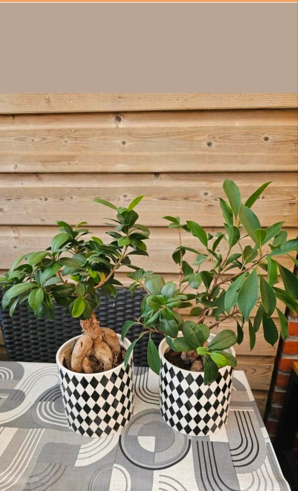 Twee Bonsai Ficus planten in pot, Ficus, In pot, Minder dan 100 cm, Groene kamerplant
