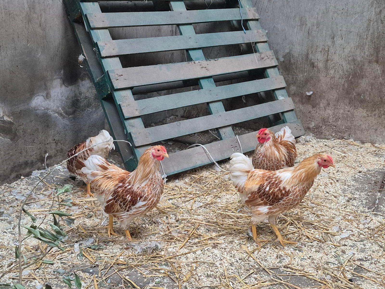 Wyandotte haantje, Dieren en Toebehoren, Mannelijk, Kip