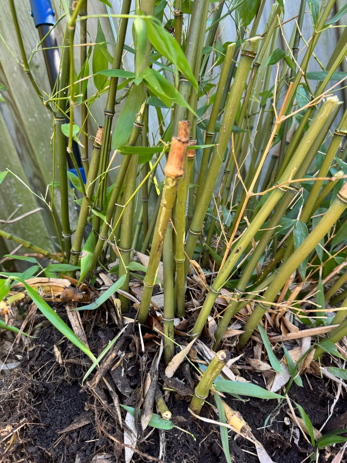 Bamboe fargesia kluit, is al uitgeschept gratis ophalen, Vaste plant, Bloeit niet, Halfschaduw, Ophalen