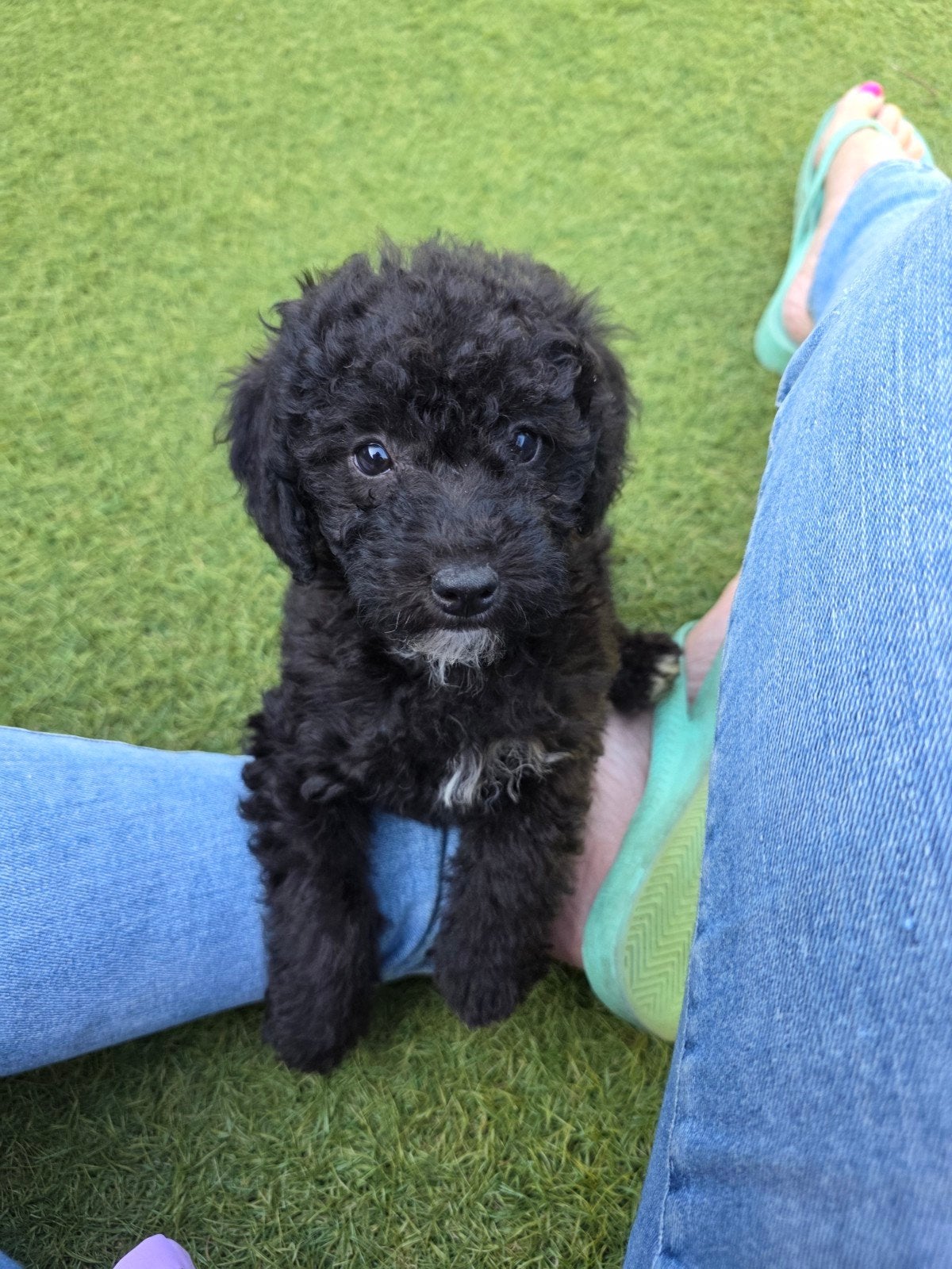 super leuke maltipoo pups, Overige rassen, 8 tot 15 weken, Meerdere, Meerdere dieren
