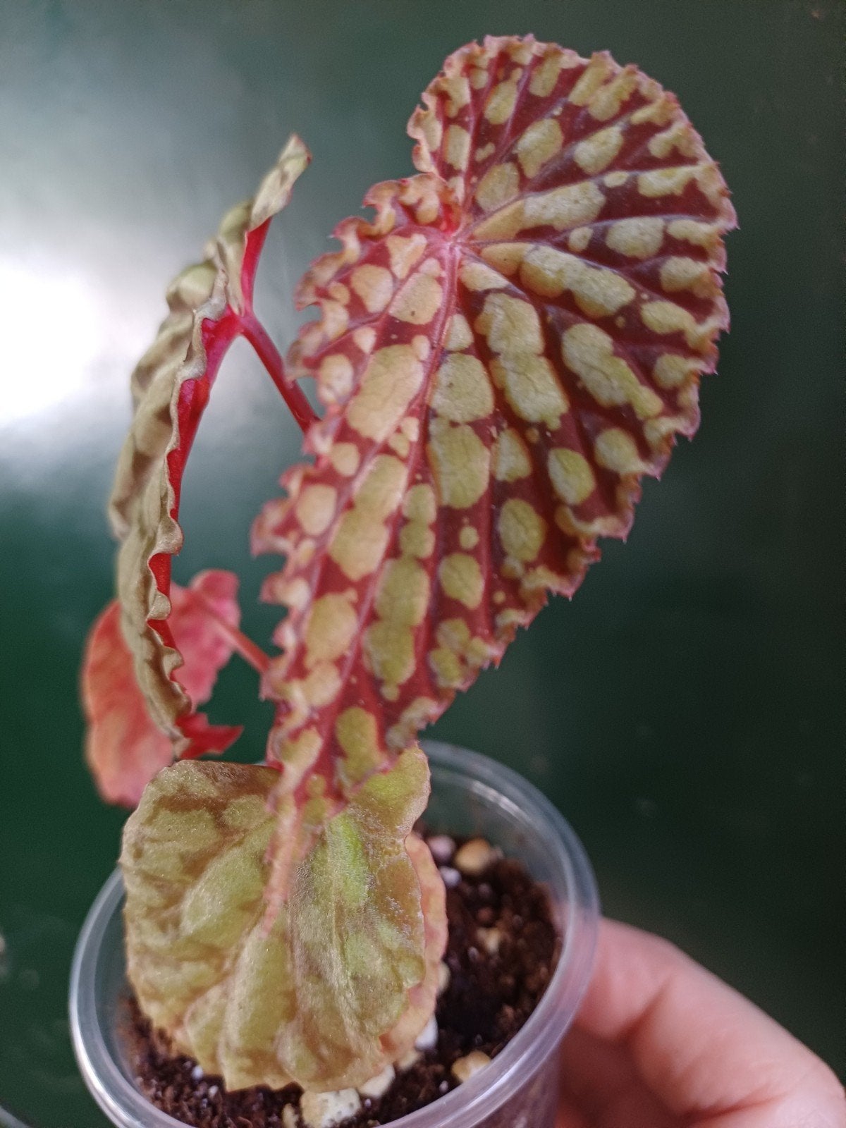 Begonia chlorosticta red, Ophalen of Verzenden, Halfschaduw, Minder dan 100 cm