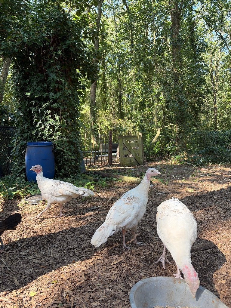 Kalkoenen, Meerdere dieren, Kalkoen
