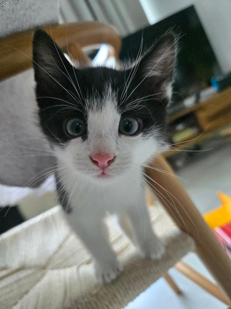 Kittens ~ 3 van de 6 beschikbaar!, Dieren en Toebehoren, Katten en Kittens | Overige Katten, Meerdere dieren