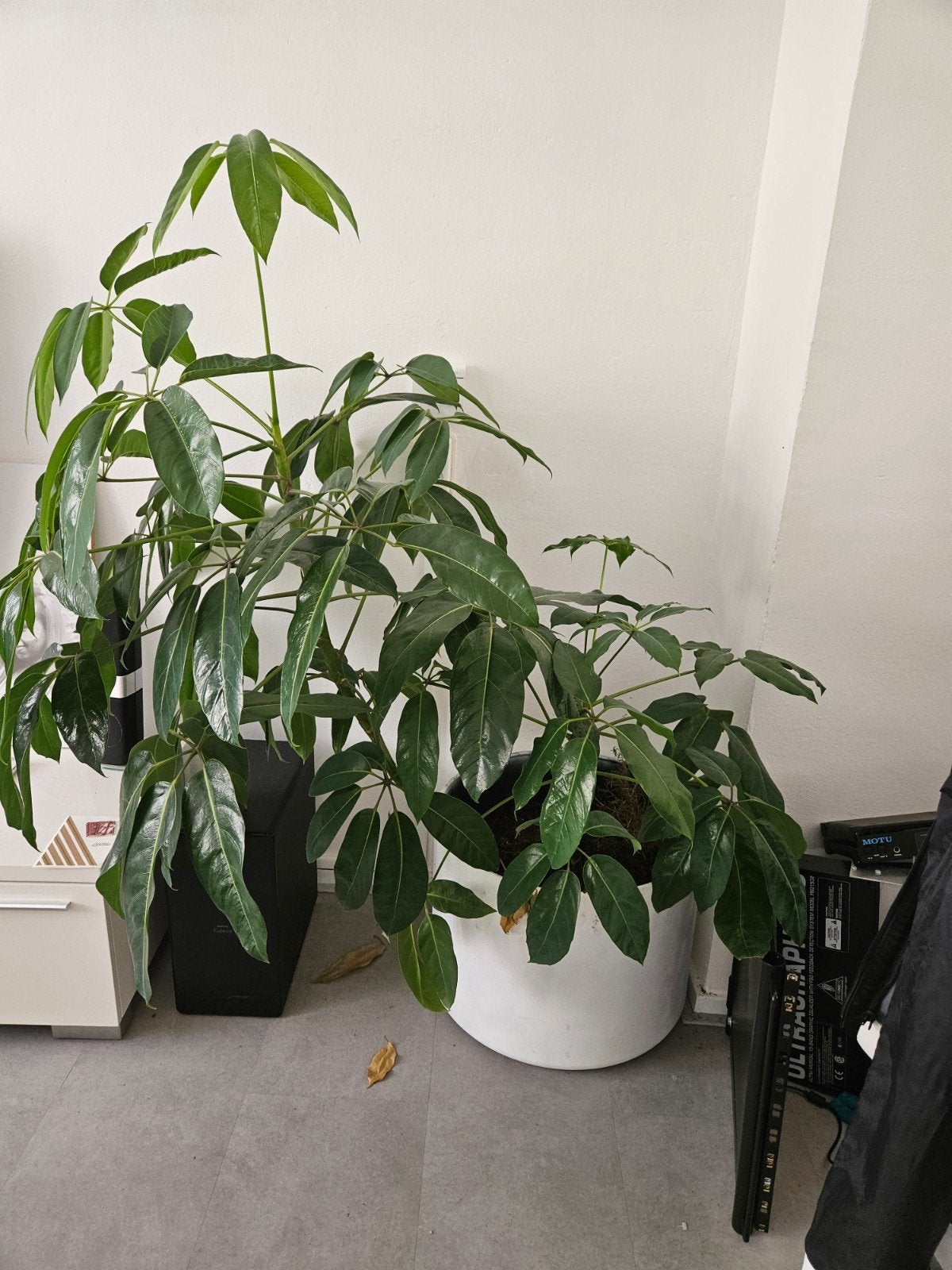 Schefflera 'Amate'(Parapluplant) ,Dracaena Plant met potten, Ophalen, Rond, Minder dan 30 cm