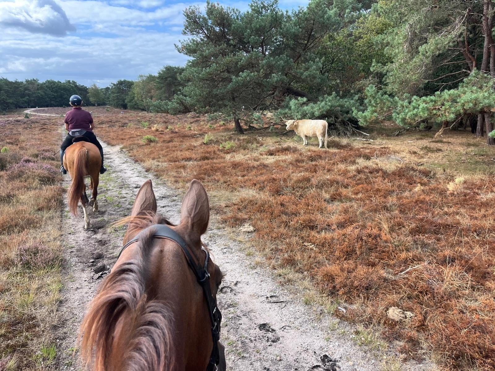 bijrijder gezocht M dressuurpaard 16+, Ophalen, Nieuw
