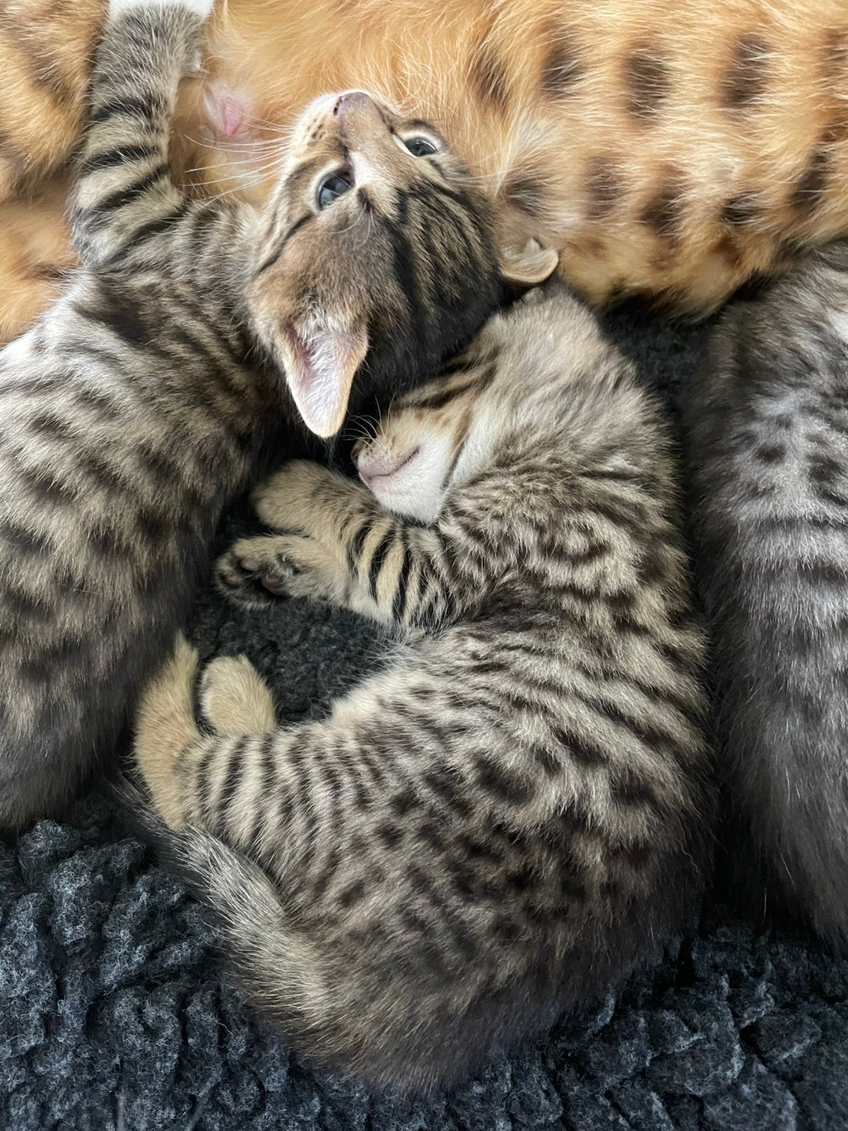 Mix kittens Savannah/Bengaal x Turkse Angora Smoke, Meerdere dieren, 0 tot 2 jaar