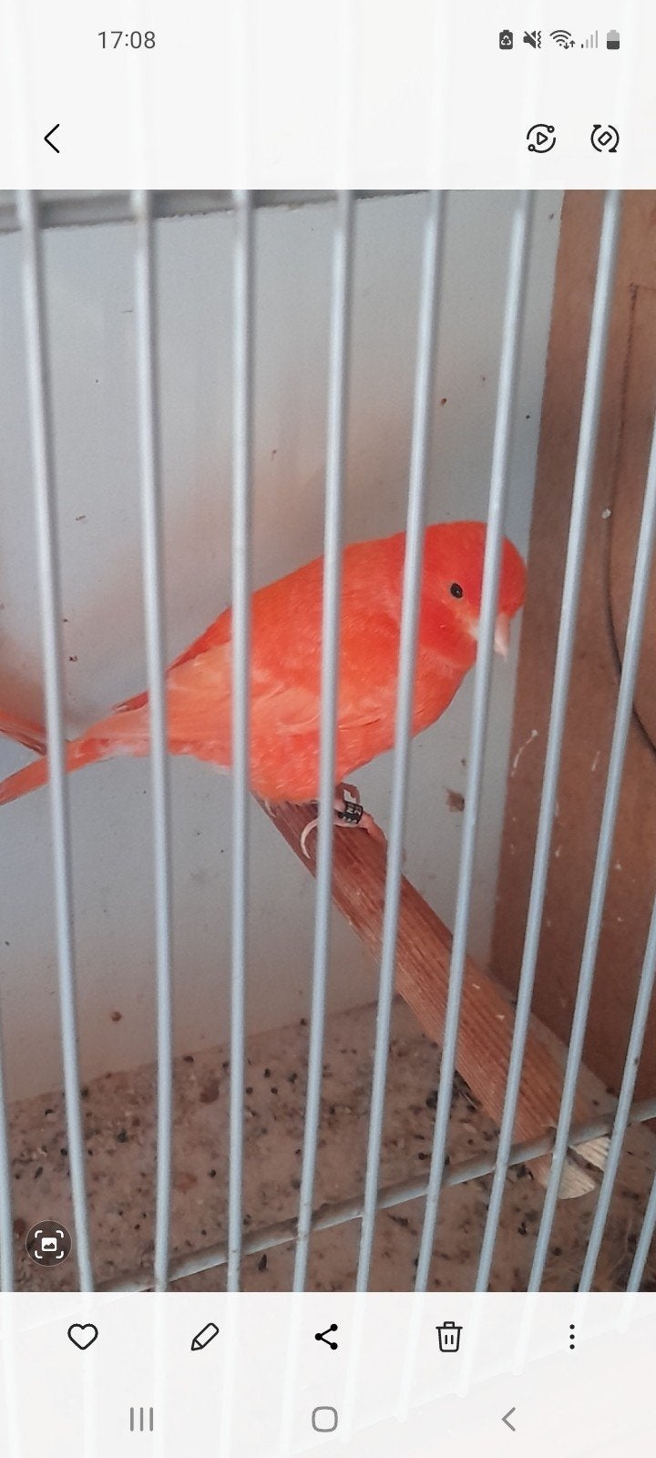 Rooie kanarie, Dieren en Toebehoren, Mannelijk, Kleurkanarie
