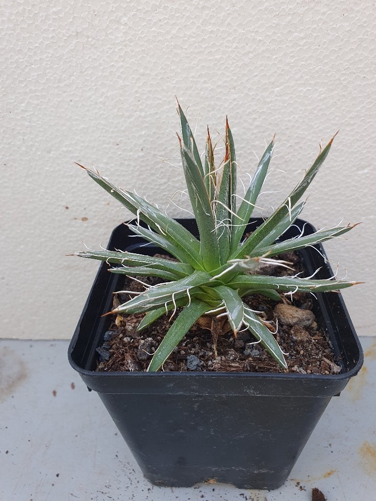 Agave parviflora, Tuin en Terras, Planten | Tuinplanten, Overige soorten, Volle zon, Bloeit niet, Ophalen of Verzenden