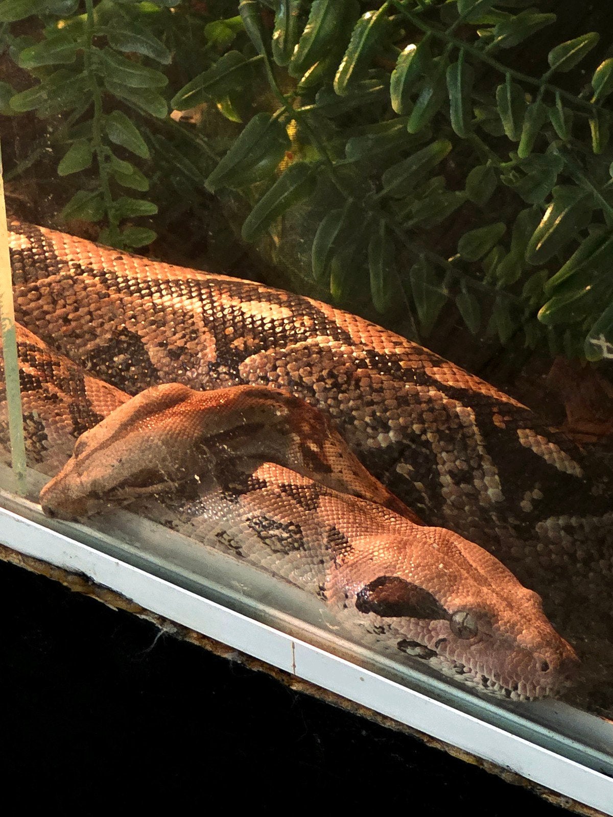 Koppel boa constrictors, Ophalen of Verzenden