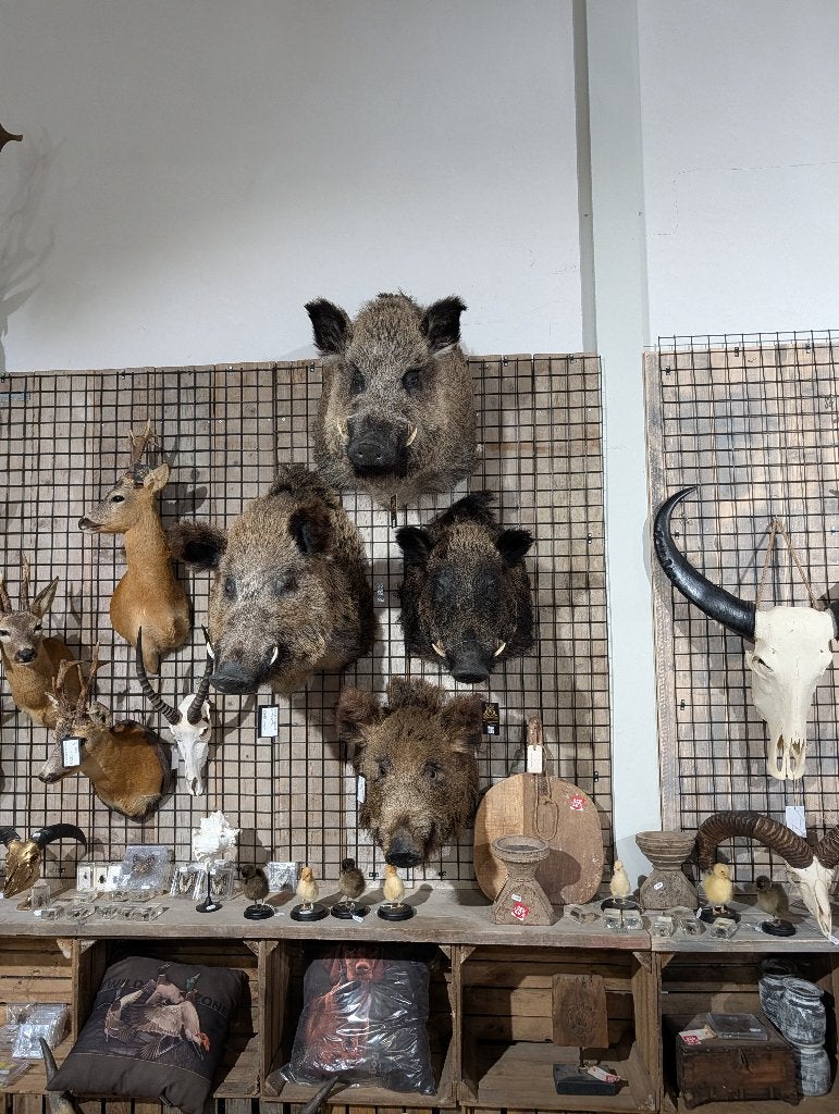 opgezet zwijn wild winkel borst preparaat hert taxidermie, Verzamelen, Dierenverzamelingen, Ophalen, Nieuw, Wild dier, Opgezet dier