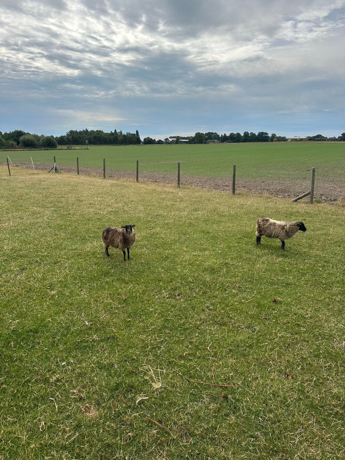 Ooitjes., Vrouwelijk, Schaap