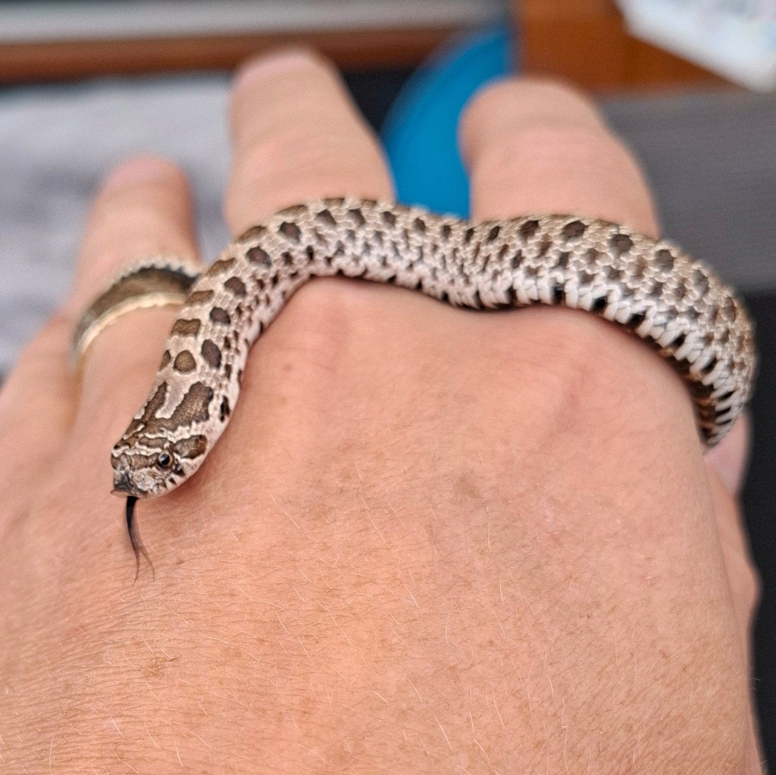 Haakneusslang baby, heterodon nasiscus, hognose. Wildkleur. Hognose Snake photo 5