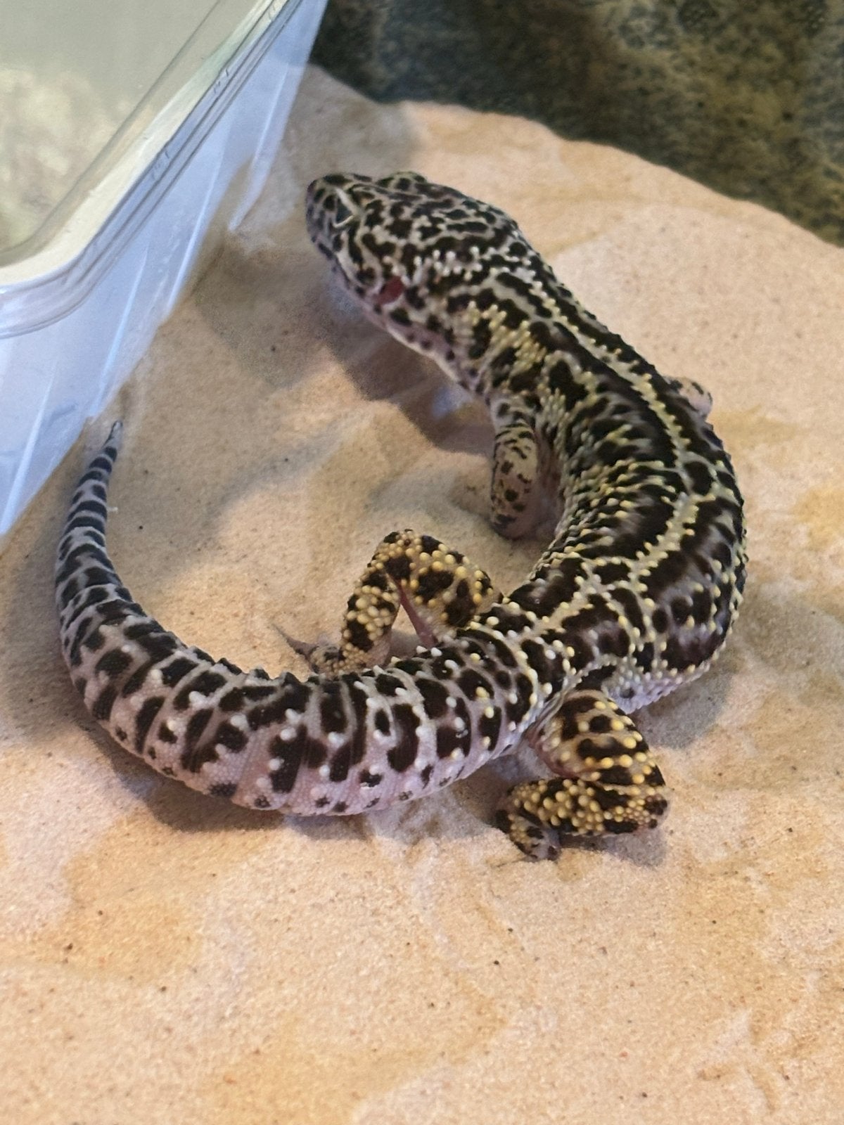 luipaardgekko zoekt een goed thuis Leopard Gecko photo 3