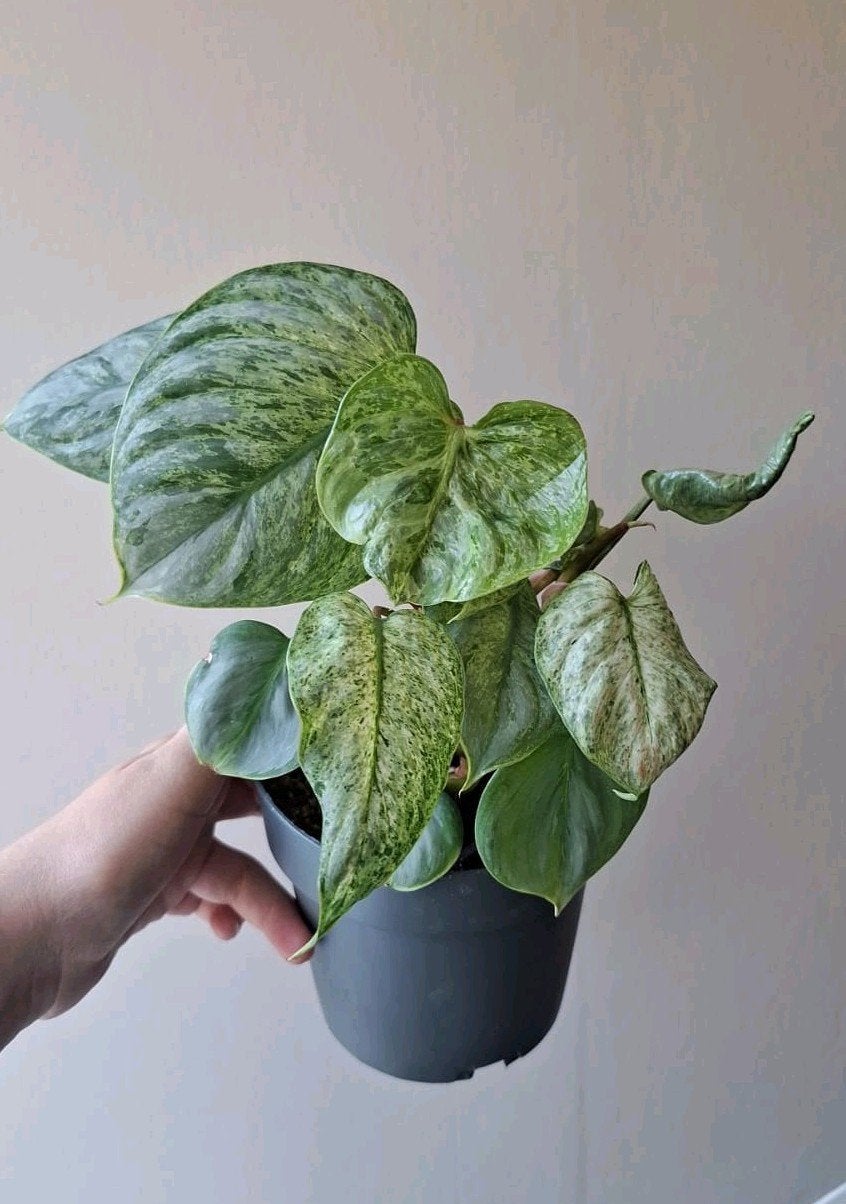 Philodendron Sodiroi Variegata, Huis en Inrichting, Ophalen of Verzenden, Halfschaduw, Minder dan 100 cm