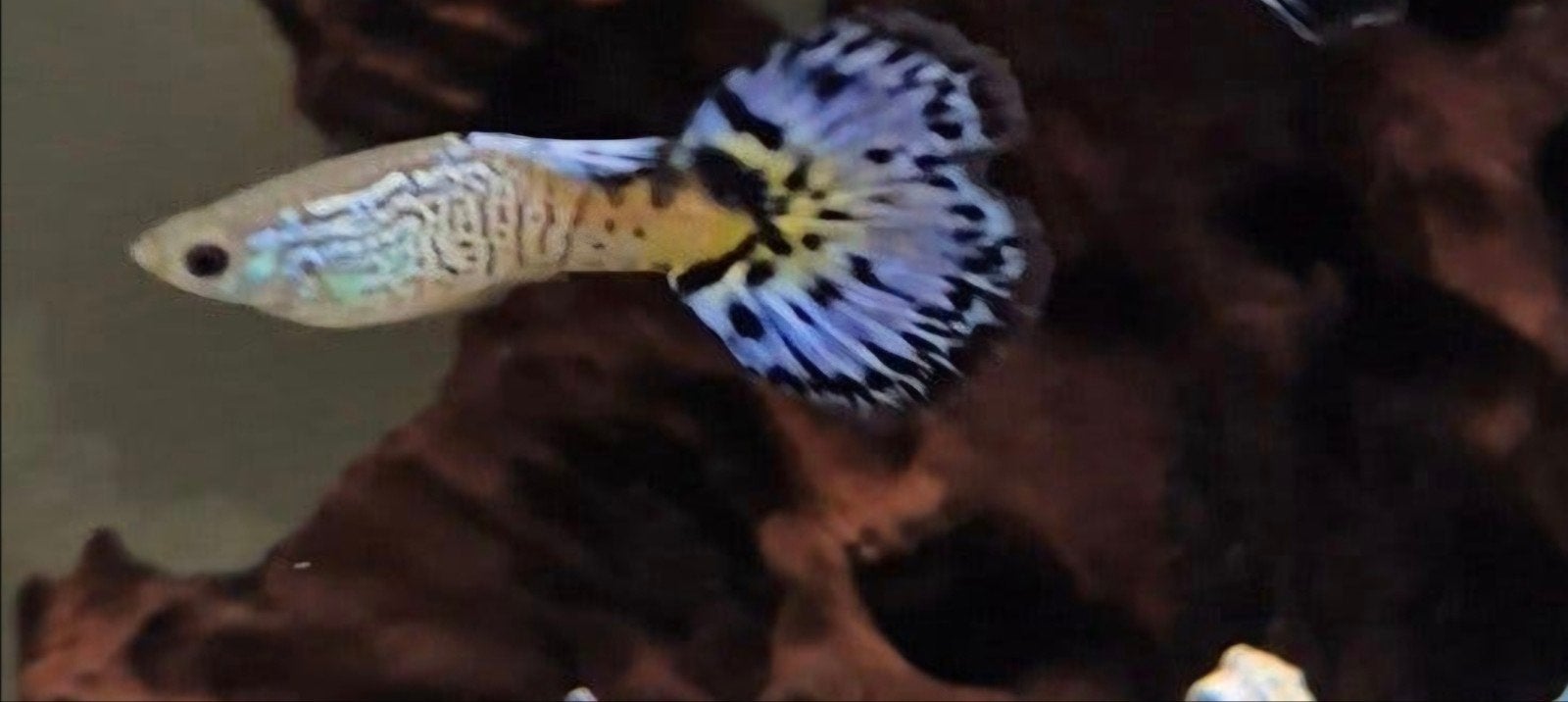 Vrouw guppy cobra green poecilia reticulata, man blauw cobra, Vis