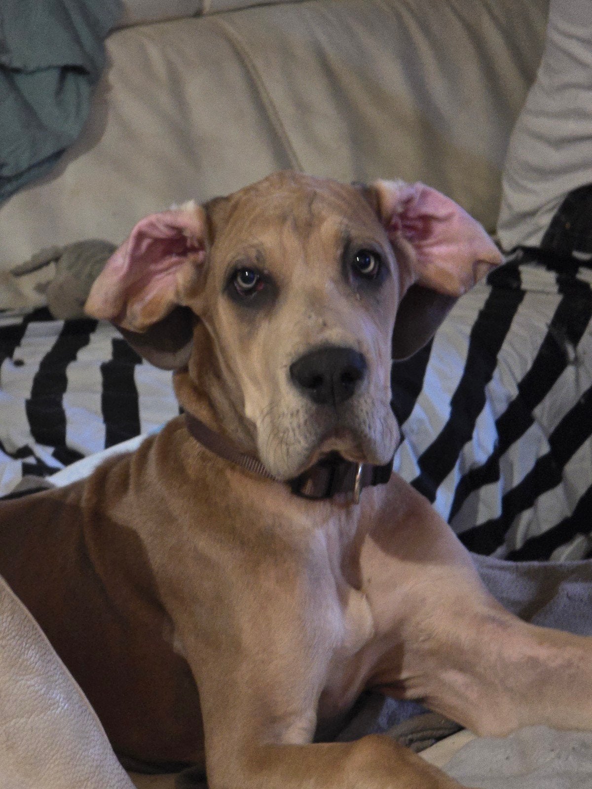 Duitse dog, Dieren en Toebehoren, Honden | Setters en Staande honden, Teef, Particulier, Eén hond, Nederland, 15 weken tot 1 jaar