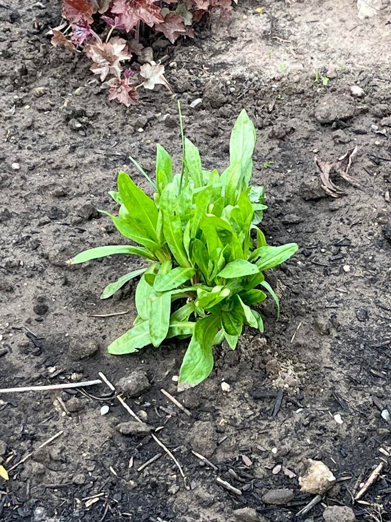 GEVRAAGD Gratis Tuinplanten, Tuin en Terras, Ophalen of Verzenden, Overige soorten