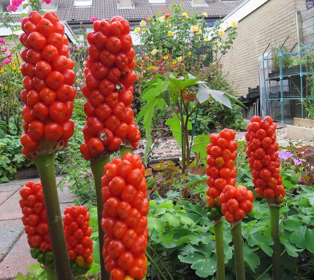 Vaste plant : Italiaanse aronskelk 2 euro, Volle zon, Vaste plant, Zomer, Ophalen